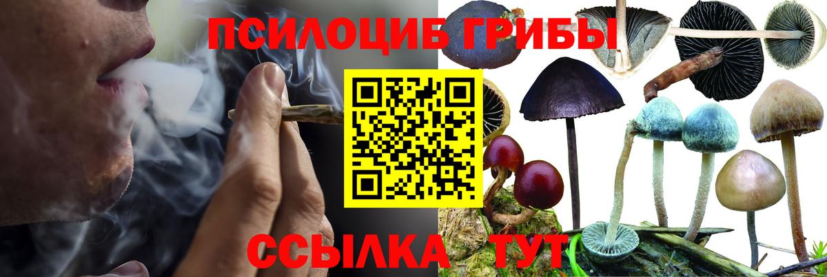 Псилоцибиновые грибы Cubensis Будённовск